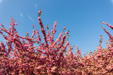 Sticker - Pink Cherry Blossom tree in spring, Sakura, Prunus serrulata