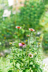 Wall Mural - Purple Echinacea purpurea flower with bees in summer. Blooming purple coneflower. Echinacea purpurea , eastern purple coneflower or hedgehog coneflower