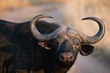 Fototapeta Konie - Water Buffalo