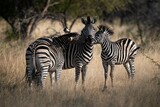 Fototapeta Konie - Zebra