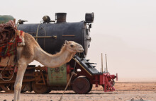 A Camel Standing In From Of A Vintage Steam Train Engine At A Desert  Stop 