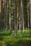 Fototapeta  - Pine forest. Summer. Daytime. Estonia. Inside the woods.