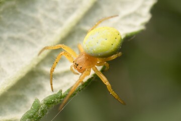 Sticker - little young green spider Nigma