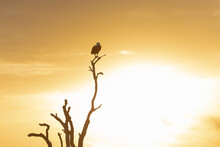 View Of Sunrise With African Fish Eagle - Haliaeetus Vocifer - Sitting On Branch Of Withered Tree. Photo From Kruger National Park In South Africa.