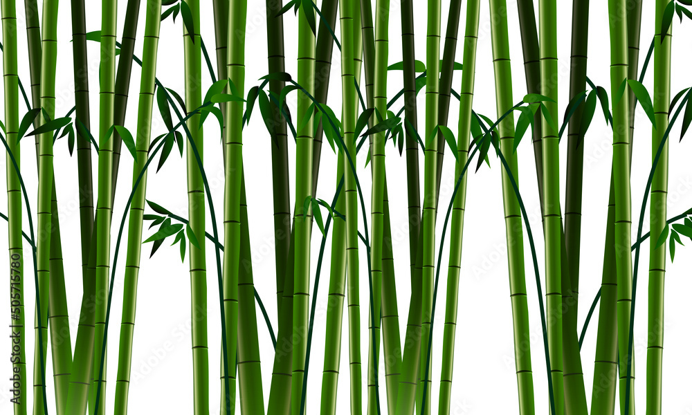 Lots of green bamboo wallpaper graphic resources isolated transparent  background png Stock Vector | Adobe Stock