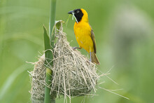 Lesser Masked Weaver - Ploceus Intermedius - Standing On The Nest With Grass In Beak At Green Background. Photo From Kruger National Park In South Africa.