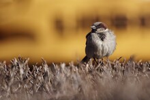Sparrow On A Branch