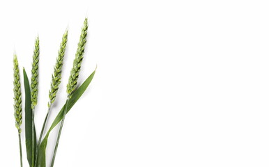 Wall Mural - Green young wheat isolated on white, top view  