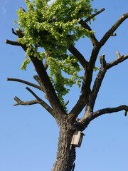 Wall Mural - breeding box on trunk of huga tree in park