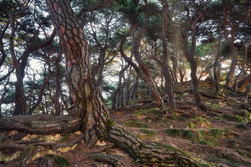 Wall Mural - Korea Pine Tree Forest during Sunrise taken in November 2021