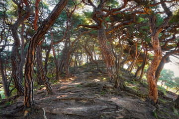 Wall Mural - Korea Pine Tree Forest during Sunrise taken in November 2021