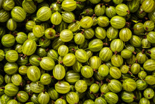 Background Of Green Gooseberry. Fresh Berries Closeup.