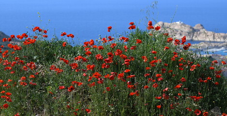 Canvas Print - corse colorée