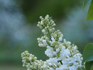 Poster - flowers