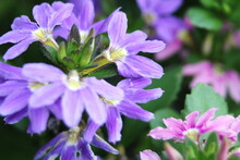 Purple And Pink Flowers Against A Backdrop Of Green Leaves.