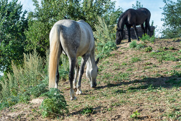 Wall Mural - horses in the field