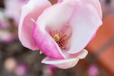 Fototapeta Kwiaty - magnolia, kwiaty magnolii, krzew magnolii