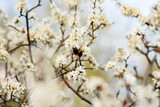 Fototapeta Fototapety do kuchni - trzmiel, trzmiel na kwiatach, wiosenny trzmiel, trzmiel zapylający kwiaty śliwki, bumblebee, bumblebee on flowers, spring bumblebee, bumblebee pollinating plum flowers,