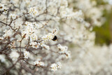 Fototapeta Kuchnia - trzmiel, trzmiel na kwiatach, wiosenny trzmiel, trzmiel zapylający kwiaty śliwki, bumblebee, bumblebee on flowers, spring bumblebee, bumblebee pollinating plum flowers,