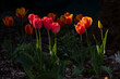 Tulipany, tulipany w ogrodzie, kwiaty tulipanów, kolory wiosny, wiosenne kwiaty, kwiaty i swiatło, kwiaty oświetlone promieniami słońca, Macro kwiaty, macro tulipany, Tulips, tulips in the garden, tul