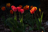 Fototapeta Tulipany - Tulipany, tulipany w ogrodzie, kwiaty tulipanów, kolory wiosny, wiosenne kwiaty, kwiaty i swiatło, kwiaty oświetlone promieniami słońca, Macro kwiaty, macro tulipany, Tulips, tulips in the garden, tul