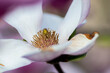 magnolia, kwiaty magnolii, krzew magnolii