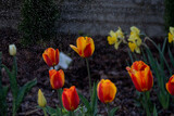 Fototapeta Tulipany - Tulipany w czasie deszczu, podlewanie kwiatów, kwiaty i woda, macro woda, tulipany, kwiaty, deszcz, podlewanie, Tulips in the rain, watering flowers, flowers and water, macro water, tulips, flowers,  