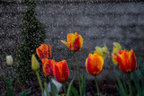 Fototapeta  - Tulipany w czasie deszczu, podlewanie kwiatów, kwiaty i woda, macro woda, tulipany, kwiaty, deszcz, podlewanie, Tulips in the rain, watering flowers, flowers and water, macro water, tulips, flowers,  
