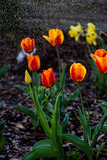Fototapeta Tulipany - Tulipany w czasie deszczu, podlewanie kwiatów, kwiaty i woda, macro woda, tulipany, kwiaty, deszcz, podlewanie, Tulips in the rain, watering flowers, flowers and water, macro water, tulips, flowers,  