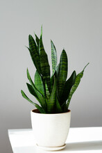 Houseplant Sansevieria trifasciata in a white ceramic pot on a white wooden table against a gray wall in a minimalist style
