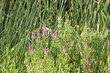Closeup of blue vervain flowers with selective focus on foreground