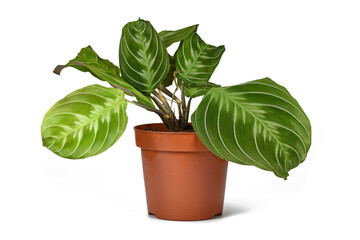 Wall Mural - Exotic 'Maranta Leuconeura Cat Moustache' houseplant in flower pot on white background