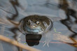 Frog in spring
