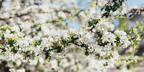 Wall Mural - White blooming apple tree branches in spring, panorama