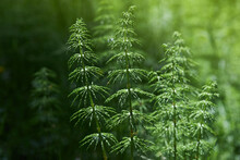 Wood Horsetail (Equisetum Sylvaticum) Growing In The Forest Close Up. Perennial Herb