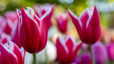 Fototapeta Tulipany - Detailaufnahme von einer schönen Tulpe