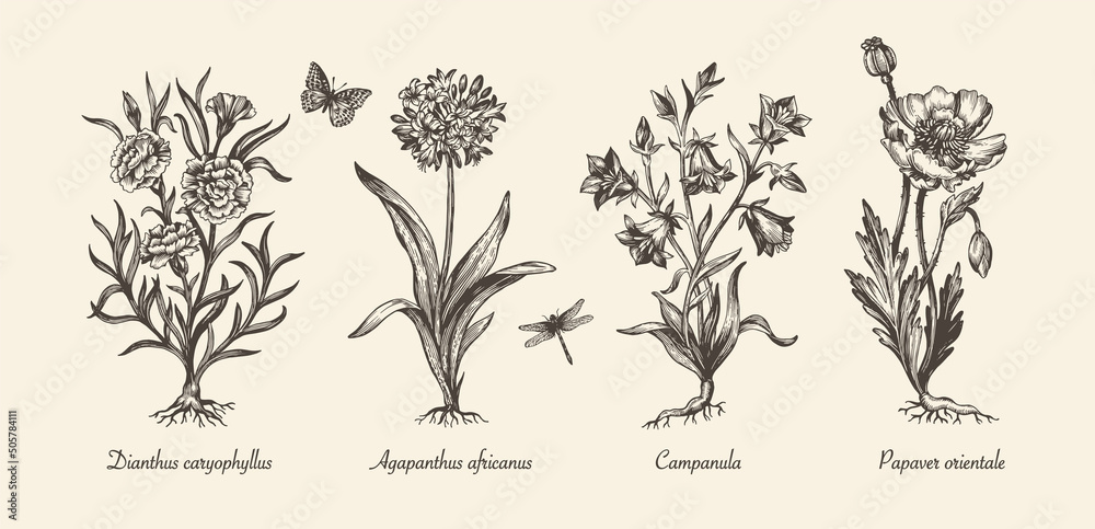 victorian flower illustrations