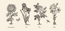 Botanical Victorian Illustration. Flower Monochrome Set. Engraved Vintage Style. Chrysanthemum, Iris, Lily And Rose. Vector Isolated Design On A White Background.   