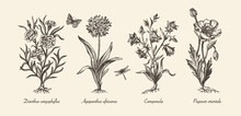 Botanical Victorian Illustration. Flower Monochrome Set. Engraved Vintage Style. Poppy, Campanula, Agapanthus And Carnation. Vector Isolated Design On A White Background.  