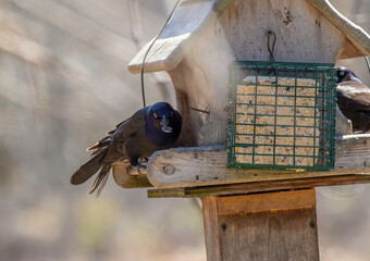 Wall Mural - A common Grackle bird feeding on bird seed at a wooden bird feeder with suet cake. 
