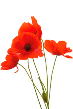 Poppy Flowers Isolated On Transparent Background, Red Poppy Flower Isolated Photo Summer Spring Flowers, Png