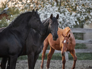 Canvas Print - Thoroughbred horses walk in a corral on a farm