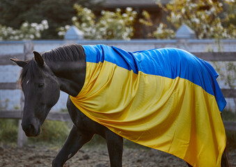 Canvas Print - Beautiful black horse with Ukrainian flag