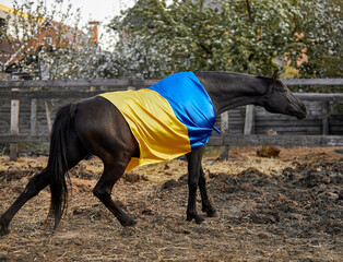 Wall Mural - Beautiful black horse with Ukrainian flag