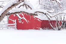 A Snow-covered Farm Yard With Fruit Trees And A Red Barn With A Fresh Layer Of Winter Snow.