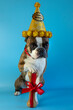 funny Boston terrier wishes happy birthday, in a festive hat and with a bone