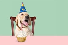 Cute Dog In Celebrating Hat With Birthday Cupcake