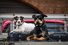 Two Dogs Waiting On The Tool Boxes On A Ute