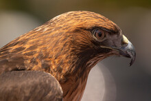 Red_tailed Hawk (Buteo Jamaicensis) Portrait