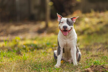 Positive Pit Bull Puppy On The Lawn
